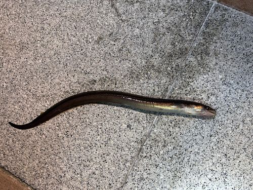 アナゴの釣果