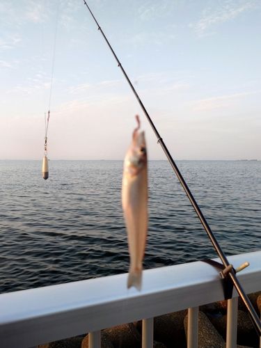 シロギスの釣果