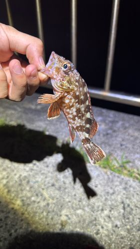 カサゴの釣果