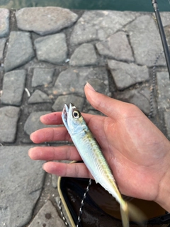 サバの釣果