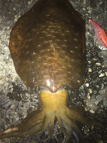 アオリイカの釣果