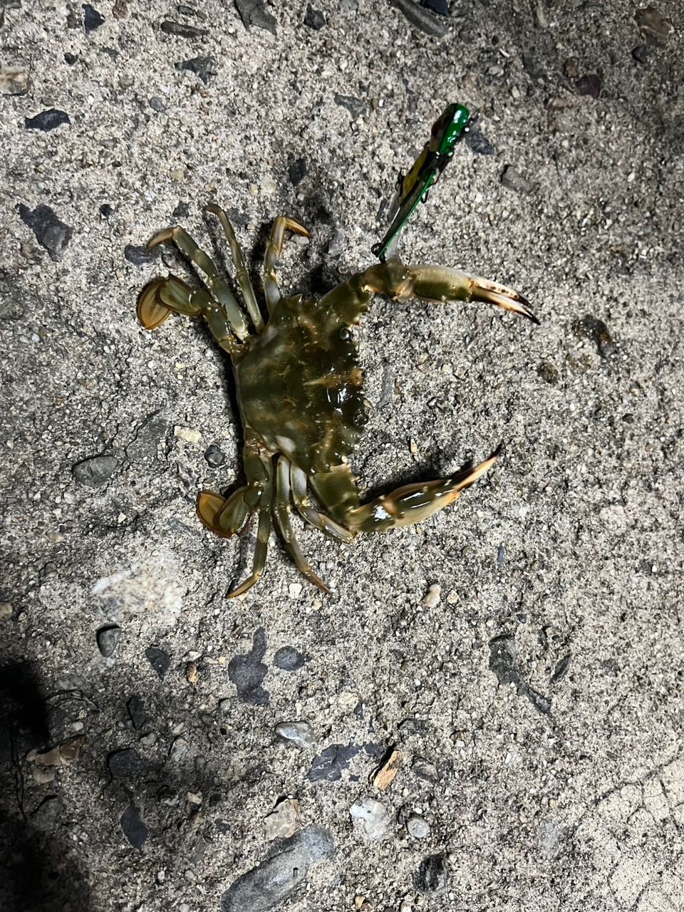 ワタリガニ
