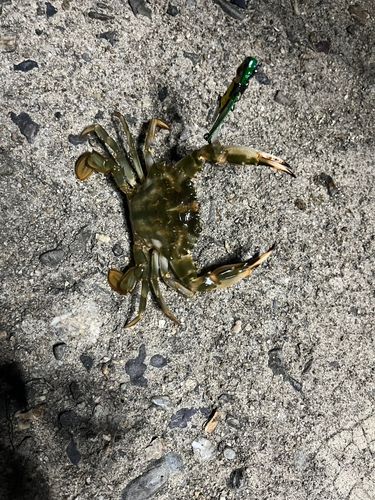 ワタリガニ
