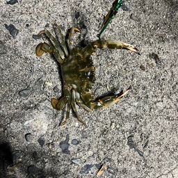 ワタリガニ