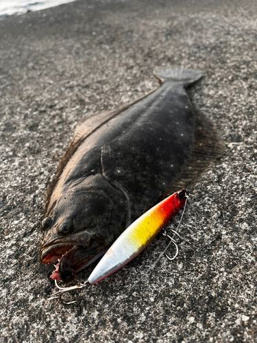 ヒラメの釣果
