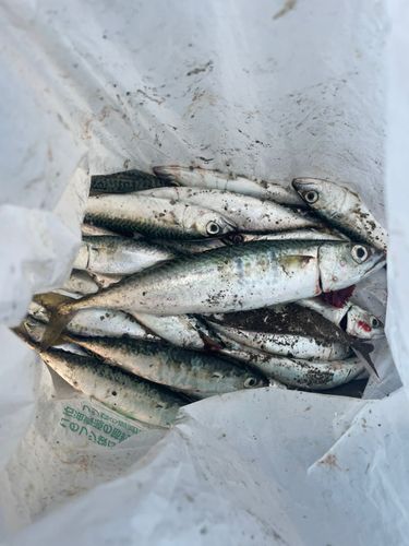 釣果