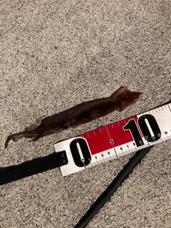 イカの釣果