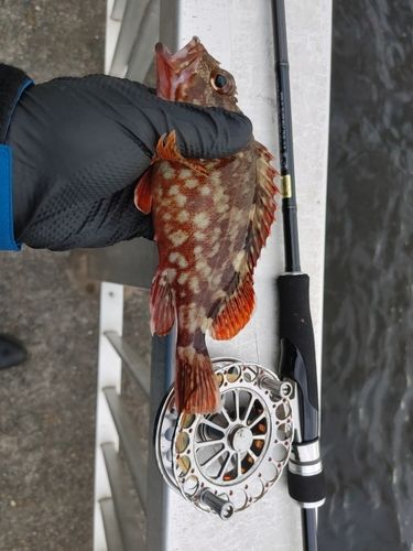 カサゴの釣果