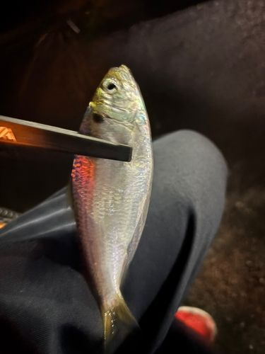 サッパの釣果