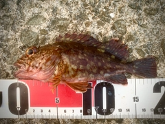 ガシラの釣果