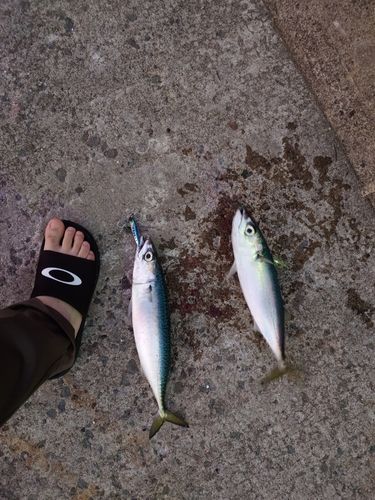 サバの釣果