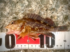 ガシラの釣果