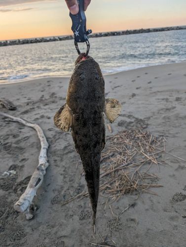 マゴチの釣果