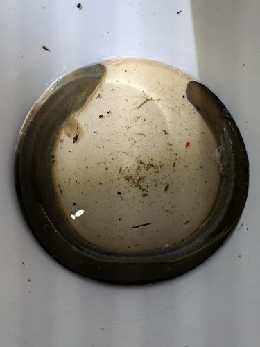 ニホンウナギの釣果