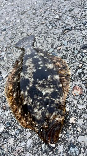 ソゲの釣果