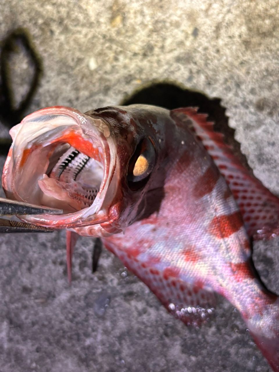 ゴマヒレキントキ