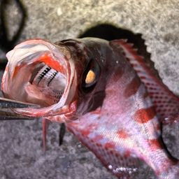 ゴマヒレキントキ