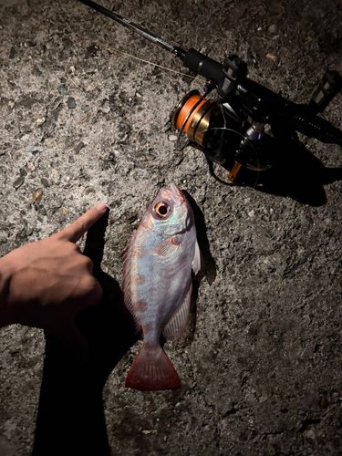 ゴマヒレキントキの釣果
