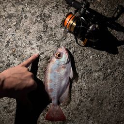 ゴマヒレキントキ