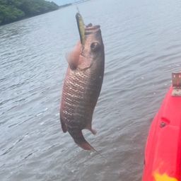 マングローブジャック