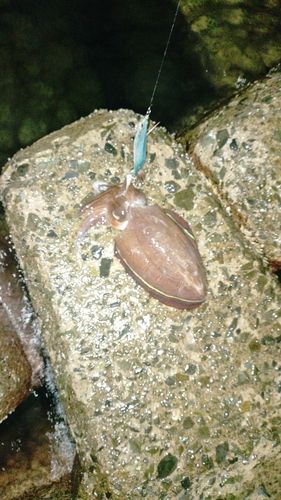 モンゴウイカの釣果