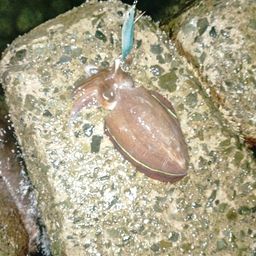 モンゴウイカ