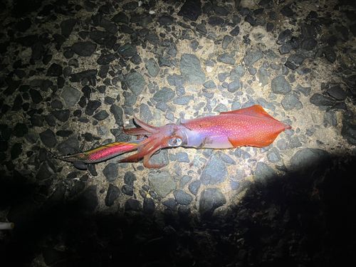 イカの釣果