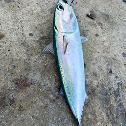 ソウダガツオ