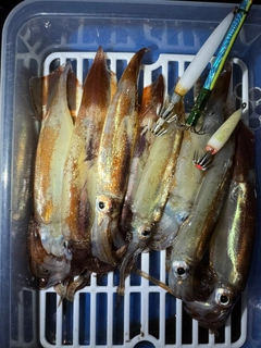 ムギイカの釣果