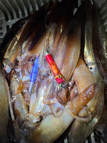 スルメイカの釣果