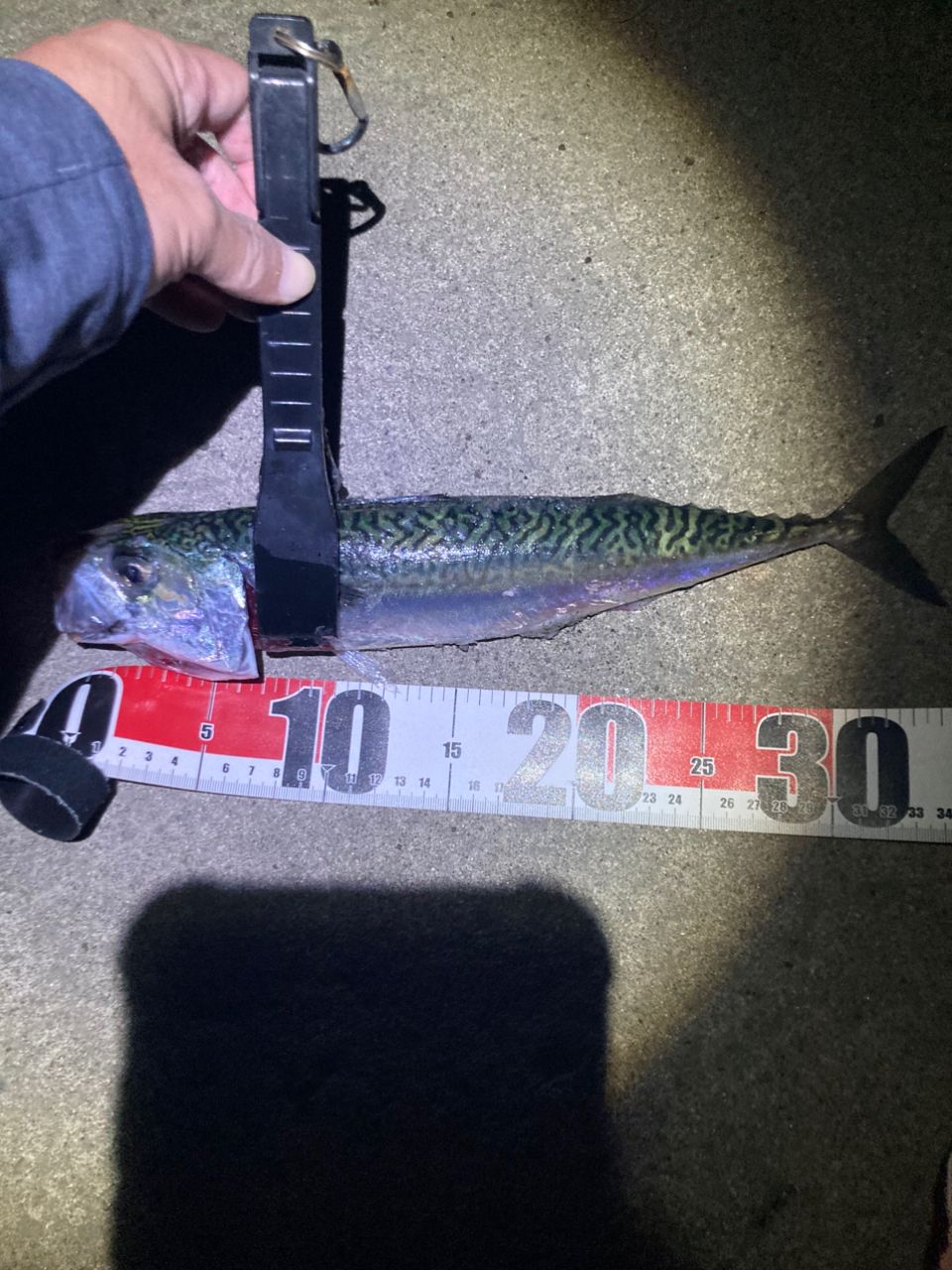 【早い者勝ち】値下げ❗️SHIMANO 18 セフィアBB S86M Amazon | シマノ(SHIMANO) エギングロッド 18 セフィア BB S86M