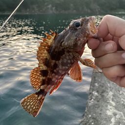カサゴ