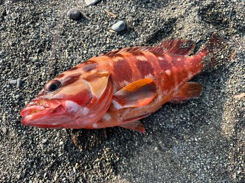 アカハタの釣果
