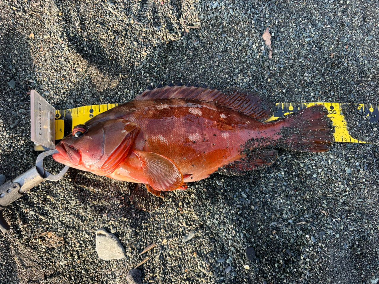 アカハタ