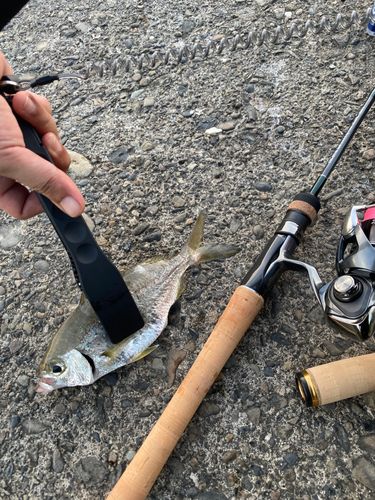 アオタナゴの釣果