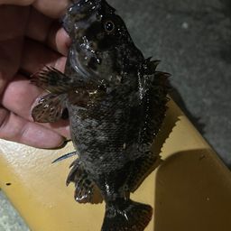 ソイ