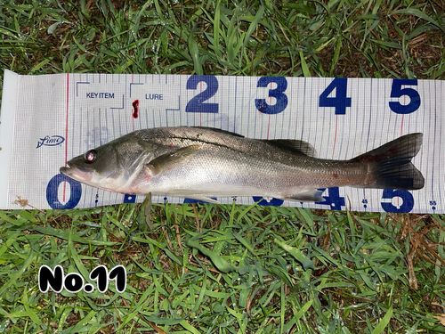 シーバスの釣果