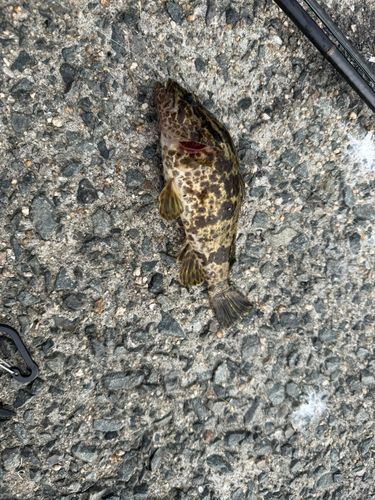 タケノコメバルの釣果