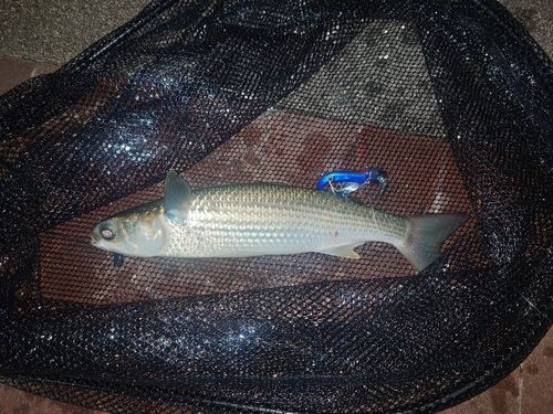 ボラの釣果