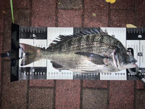 クロダイの釣果