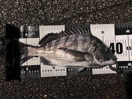 クロダイの釣果