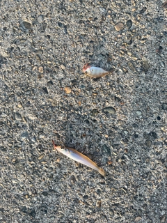 シロギスの釣果