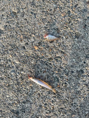 シロギスの釣果