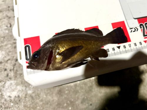 メバルの釣果