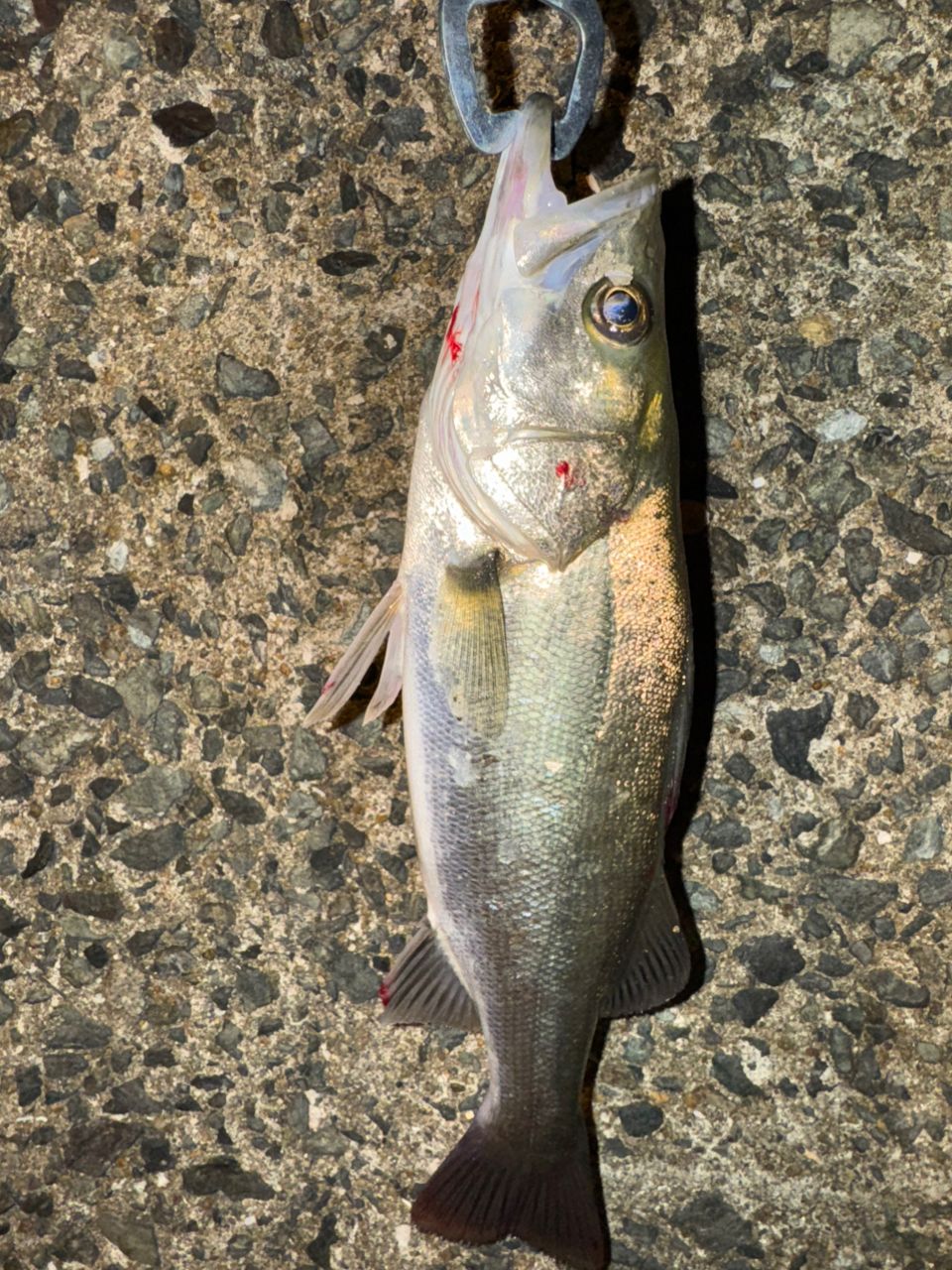 シマノ（SHIMANO）ルアーマチック　MBS86ML-4 シマノ ルアーマチック MB S86ML-4 (ロッド・釣竿) 価格比較