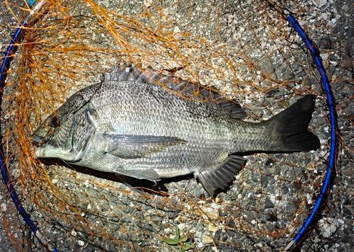 クロダイの釣果