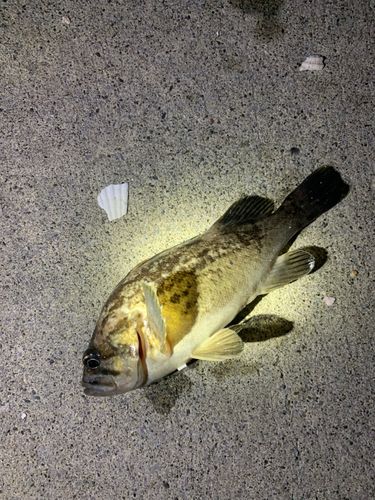 ソイの釣果