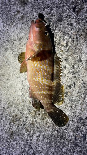 アコウの釣果