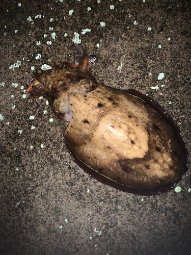 コウイカの釣果