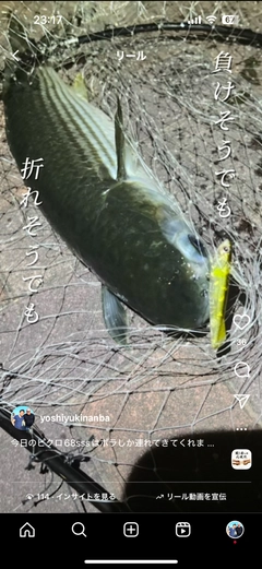ボラの釣果